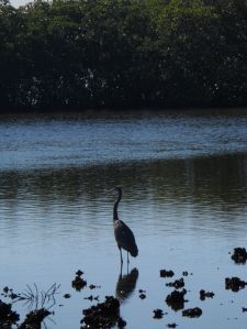 GreatBlueHerononOysterbed